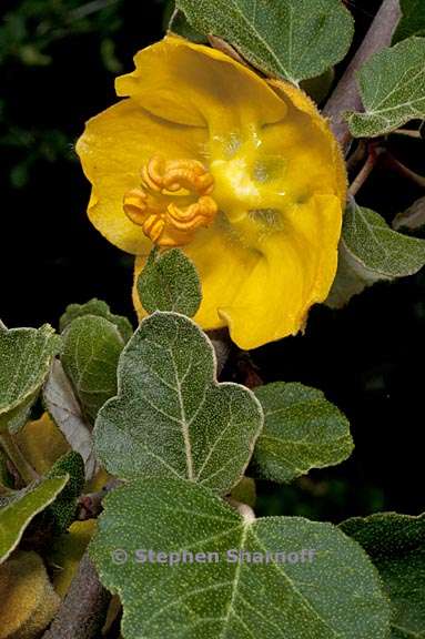 fremontodendron californicum 3 graphic